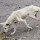 Illustration for article titled Look At This Starving Stray Dog’s Amazing Transformation